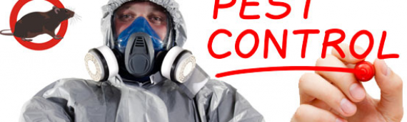 Pest Control Services – Dorset and Hampshire