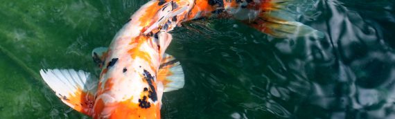 Koi Carp Limited Offer on BBX