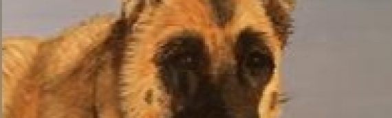 Original painted pet portraits – the perfect gift for the animal lover in your life