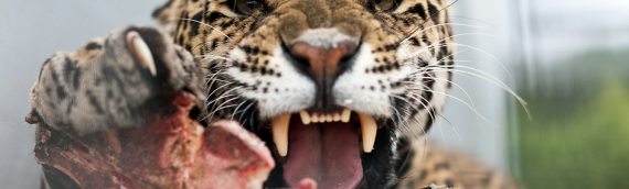 Help Us Save These Beautiful & Majestic Carnivores