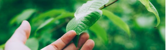 Corporate Social Responsibility Using BBX