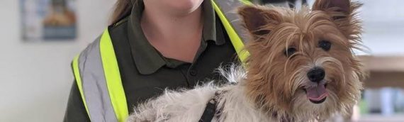 Animals in Distress – Helping the homeless pets of Devon