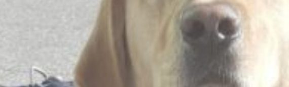 Charity Trained Therapy/Assistance Dogs For Young People