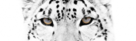 Working To Give Wild Cats A Future